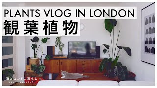 【PLANT VLOG】アンティークに囲まれた部屋の観葉植物| 観葉植物のある暮らし | インテリアグリーン | 日々のコーヒー