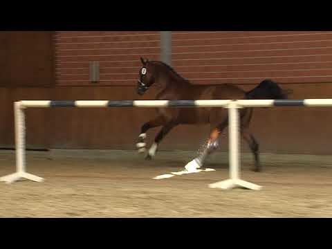 29. Mecklenburger Körtage - Kat.Nr. 35 Hengst v. Balou du Rouet