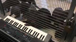 Otters play The Peddlers, On a Clear Day at the Smithsonian's National Zoo