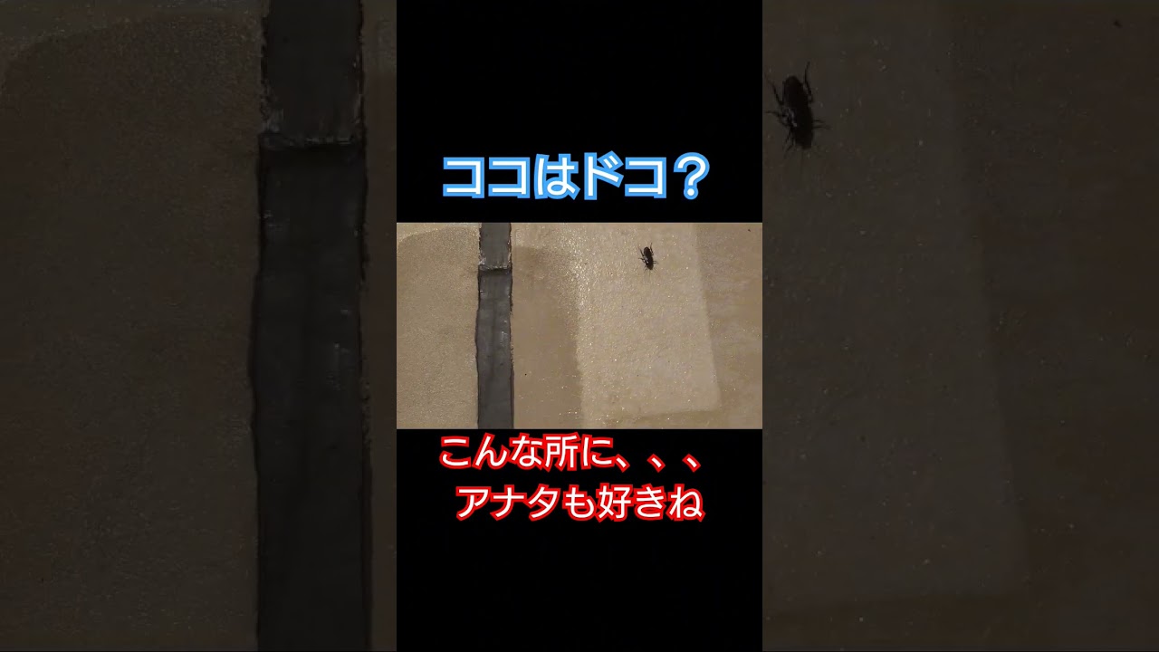 【ナンパ】された？夏はやっぱりココが最高#shorts #エビカニクス #おもしろ