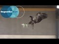 Eagles Trained By Dutch Police To Attack Unauthorised Drones