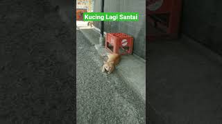 Download lagu KUCING LAGI SANTAI DI PINGGIR JALAN #shorts #kucing mp3