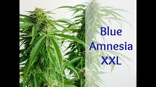 Blue Amnesia XXL Autoflowering [ from: DINAFEM ] Windowsill / BALCONY growth - week: 10 [Final week]