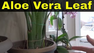 How To Cut An Aloe Vera Leaf From A Plant-Tutorial