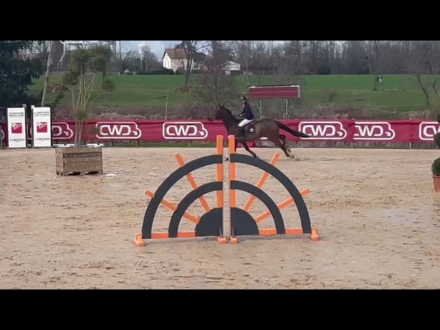 Hongre 13 ans