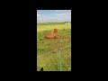 Un caballo ‘se suelta la crín’ con el ‘heavy metal’