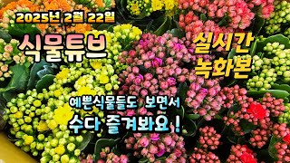 2025년 2월 22일 예쁜식물들 보면서  랜선으로  수다즐겨봐요. #양재꽃시장 #식물튜브 #식물아빠