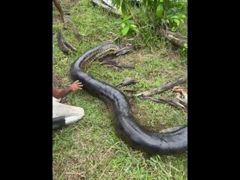 SUCURI GIGANTE É CAPTURADA NO INTERIOR DA BAHIA