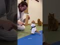 Dad Cat Bringing His Kitten To Karate Lessons