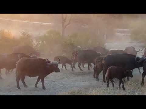 Djuma: Buffalo herd gets quick drink and moves off - 06:42 -  07/23/19