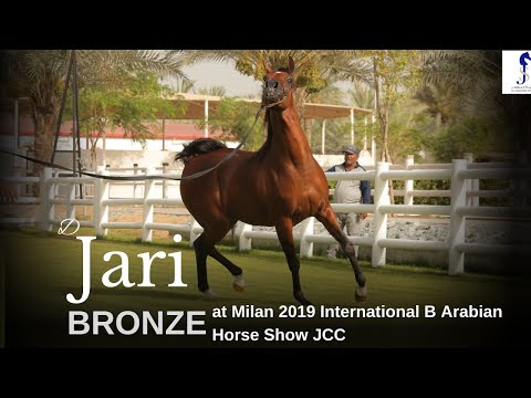 💫 D Jari 💫  BRONZE CH at Milan 2019 International B Arabian Horse Show JCC 2