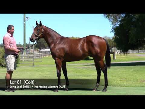 Lot 81 - Long Leaf (AUS) / Impressing Matters (AUS) (Colt)