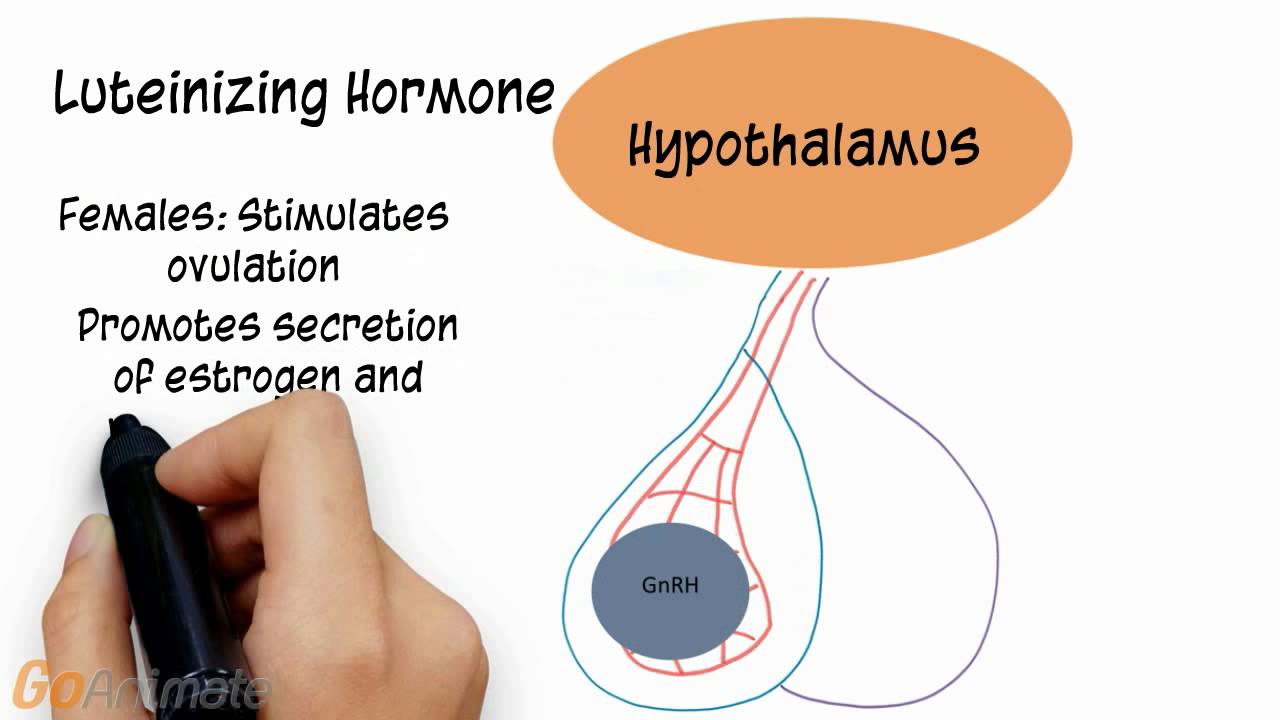 Endocrine System: Follicle Stimulating Hormone, Luteinizing Hormone, Prolactin (v2.0)
