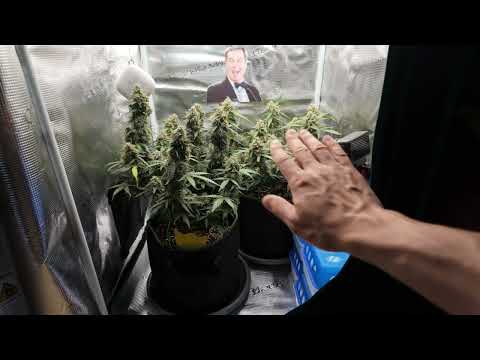 Too much humidity in my grow tent? This dehumidifier will save my harvest! Cannabis cultivation