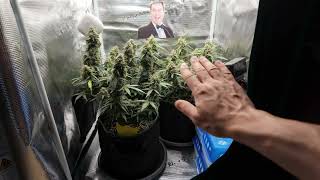 Zu hohe Luftfeuchtigkeit im Grow Zelt? Dieser Luftentfeuchter rettet meine Ernte! Cannabis Anbau