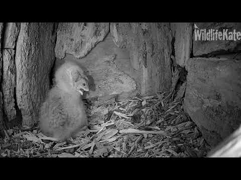 April 10  Owlet swallow mouse, tail first