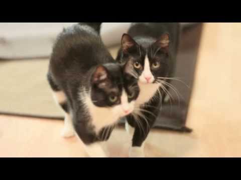 Tiuhti ja Viuhti uteliaina