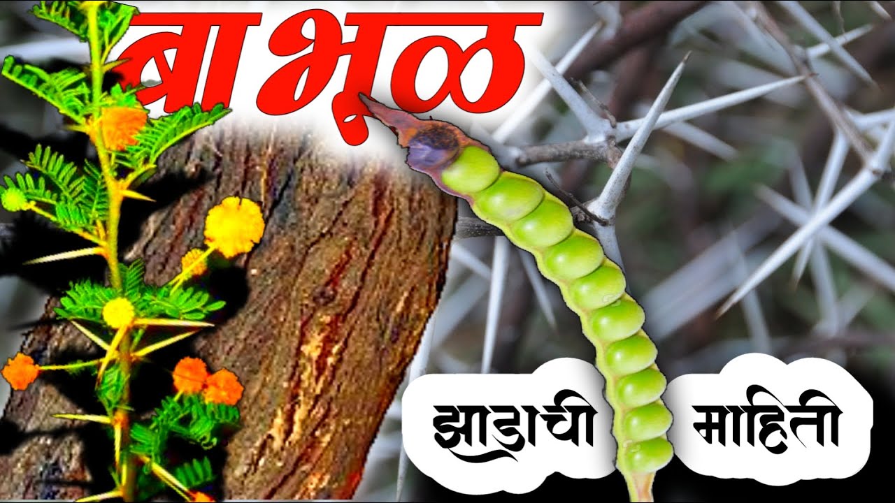 बाभूळ(Acacia) झाडाची वैशिष्ट्ये आणि उपयोग/ Information About Babul Tree In Marathi #kuberclasses