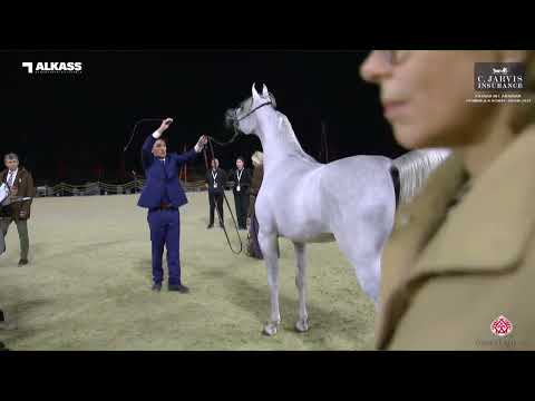 N 38 D A'BEER   Katara Int  Arabian Peninsula Horse Show 2023   Fillies 2 Years Old Section A Class