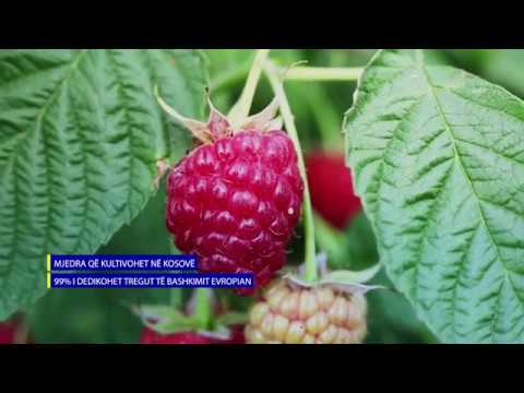 MENAXHIMI I INTEGRUAR I DËMTUESVE - MJEDRA