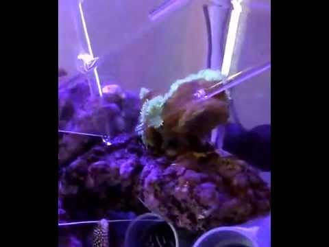 増やせイソギンチャク 2023