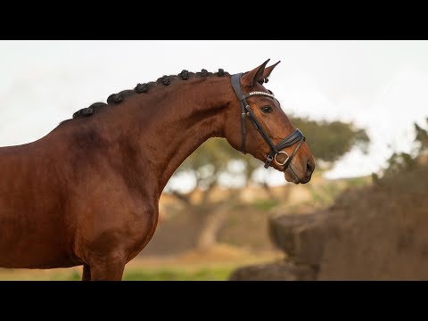 **SOLD** Piro Free Dressage Mare by Rubi AR (REF#818)