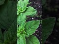 Garden Nature Instagram Reels Part41