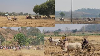 ကိုနေဝေးတို့ အညာမြေက တစ်ကောင်ဆိုင်းနွားပြိုင်ပွဲ