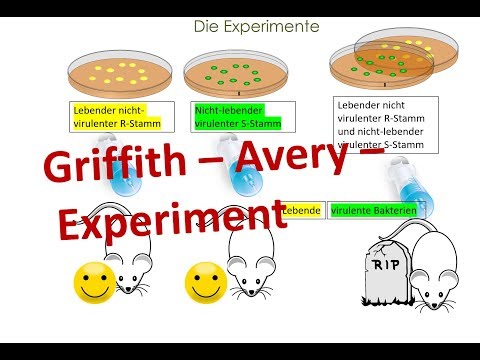 Griffith and Avery Experiment(s) [transforming principle of DNA, biology, genetics]