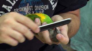 Kili Senegal Parrot - How to File or Trim Parrot Beak