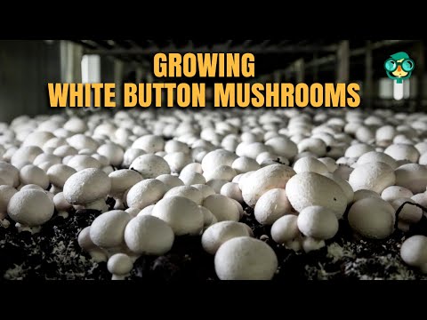 How to Grow White Button Mushrooms | How to Grow Mushrooms at Home | Button Mushroom Farming Indoors