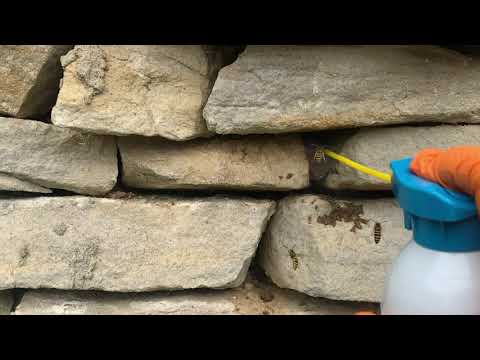 That's a Lot of Yellow Jackets in the Stone Wall in Point Pleasant Beach, NJ
