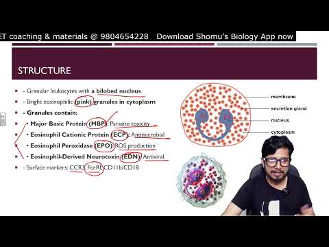 Inflammation animation Steps of inflammatory response Shomu s Biology