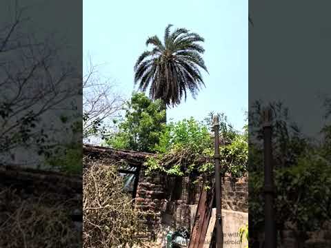 2023.05.21 Time: 12:33 Pm ৪১℃ তাপমাত্রা উজ্জ্বল রোদ খুব হিট