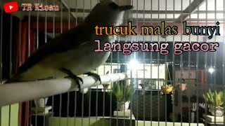 Download lagu suara kicau alarm subuh || trucuk malas langsung gacor mp3 Download lagu suara kicau alarm subuh || trucuk malas langsung gacor mp3
