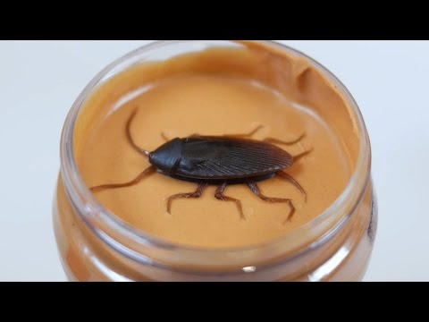 ROACH IN PEANUT BUTTER!