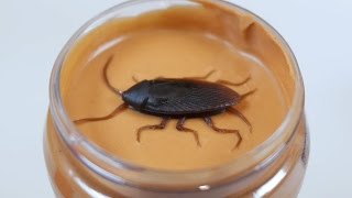 ROACH IN PEANUT BUTTER!