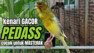 Download lagu Masteran KENARI GACOR ngeroll panjang,Cuit Cuit Emosi AMPUH bikin kenari nyaut ,Masteran MURAI BATU mp3