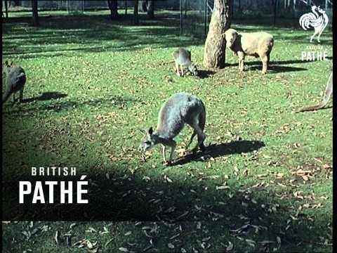 Out Takes / Cuts From Cp 664 - Reel 1 Of 3 - Sydney And Prague (1967)