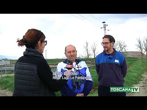 2018-04-02 PRATO - RIECCO LE CICOGNE AL CALICE, IL NIDO SU UN TRALICCIO