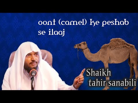 oont (camel) ke peshab se ilaaj Shaikh tahir sanabili