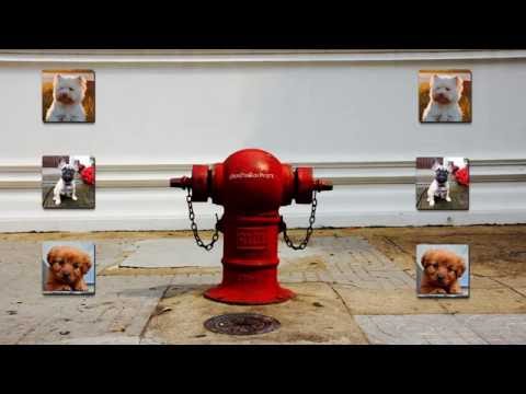 Puppy Games Kids - Cool Puppies for Cool Kids Video