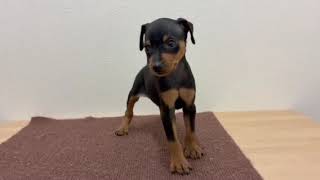 ミニチュアピンシャーの動画01