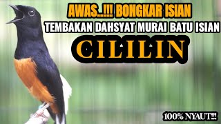 Download lagu MASTERAN DAHSYAT MURAI BATU TEMBAKAN CILILIN INI 100% AMPUH BIKIN GACOR mp3