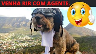 Cachorros Engraados - Cachorro Engraado - Cachorros Engraados Melhores Vdeos de 2021