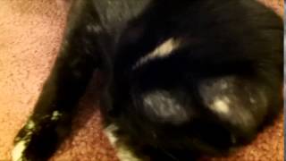 Squirkle is Squirking (Trilling Cat)