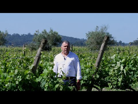 O ciclo das vinhas da Casa de Santar, pelo diretor de viticultura Aurélio Claro