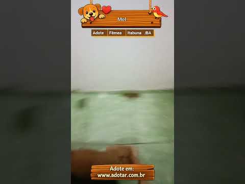 Vídeo de Mel