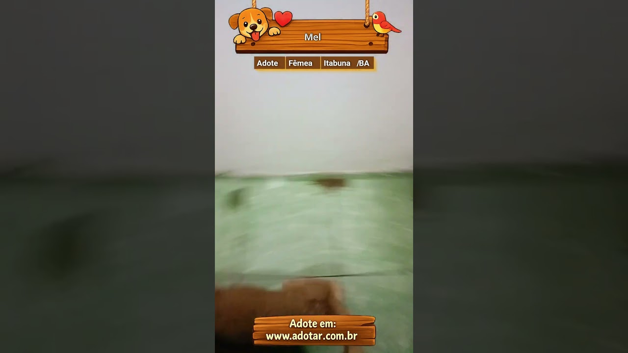 Cachorro raça SRD-ViraLata idade 2 a 6 meses nome Mel