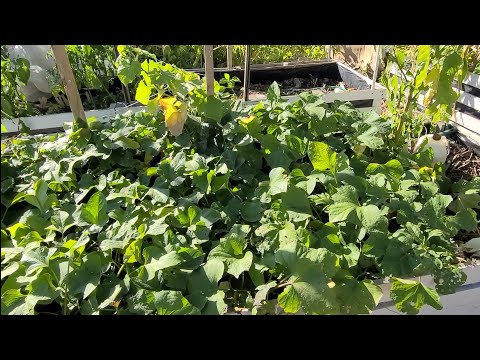 Sweet Potato & Purple Japanese Yam Harvest